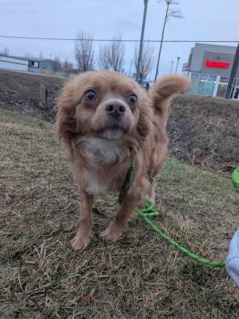 Mixed Breed Dogs Available for Adoption in Vaudreuil-dorion, Quebec - Hashbrown | PetCurious