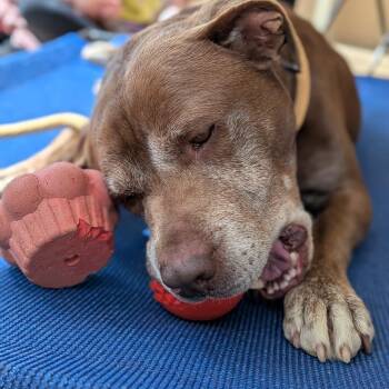 Clarence(BAS) -  Mixed Breed Dog for Adoption in Lenoir, North Carolina - Clarence(BAS) | PetCurious
