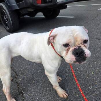 American Bulldog Dogs Available for Adoption in Martinsburg, West Virginia - Patty | PetCurious
