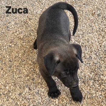 Rescue Shepherd and Mixed Breed Dogs for Adoption in Austin, Texas - Zuca JuM | PetCurious