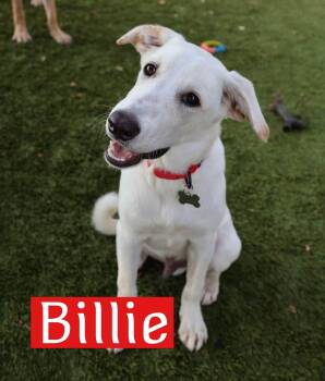 Billie -  Golden Retriever Dog for Adoption in Fort Worth, Texas - Billie | PetCurious