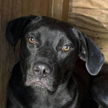 Rescue Pit Bull Terrier and Black Labrador Retriever Dogs for Adoption in Jacksonville, Florida - Sage | PetCurious