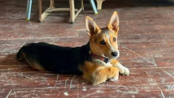 FOSTER ME - Birdie -  Corgi Dog for Adoption in Grafton, Wisconsin - FOSTER ME - Birdie | PetCurious