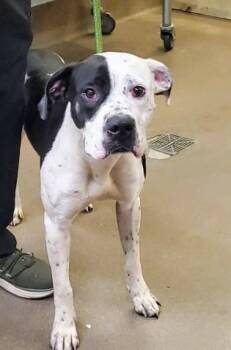 LOLA -  Dalmatian and Pit Bull Terrier Dog for Adoption in Aurora, Illinois - LOLA | PetCurious