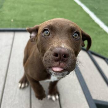 John -  American Staffordshire Terrier Dog Available for Adoption in Seward, Nebraska - John | PetCurious