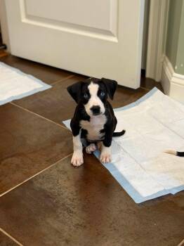 Tiramisu -  Mixed Breed Dog for Adoption in Riverdale, New Jersey - Tiramisu | PetCurious