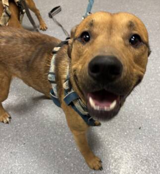 Pit Bull Terrier and Mixed Breed Dogs Available for Adoption - Loki | PetCurious