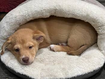 Rescue Shepherd Dogs for Adoption in Burbank, California - Pink | PetCurious