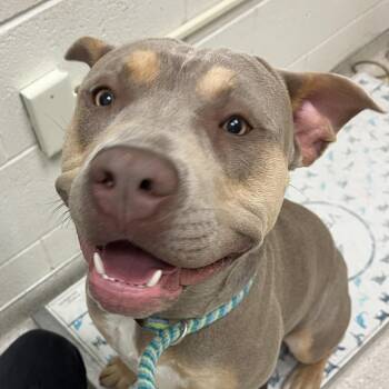 Pit Bull Terrier and Mixed Breed Dogs Available for Adoption in Murray, Utah - Ziggy | PetCurious