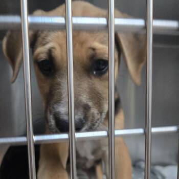 American Bulldog Dogs Available for Adoption in Austin, Texas - Chef