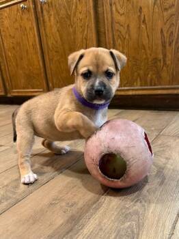 Pit Bull Terrier and Labrador Retriever Dogs Available for Adoption in Friendswood, Texas - Brie April Showers | PetCurious