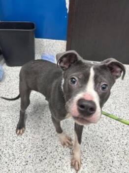 Dino -  Pit Bull Terrier and Mixed Breed Dog for Adoption in Atlanta, Georgia - Dino | PetCurious