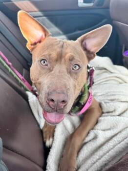 Pit Bull Terrier Dogs Available for Adoption in Charlotte, North Carolina - MOE | PetCurious