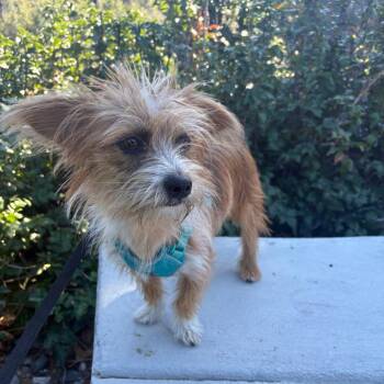Myles -  Terrier Dog for Adoption in Cashmere, Washington - Myles | PetCurious