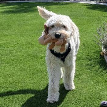 Standard Poodle and Mixed Breed Dogs Available for Adoption - BENJI | PetCurious