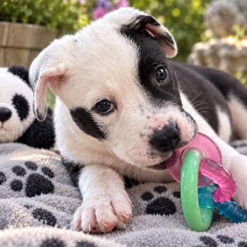 Panda - Chino Hills Location *Available 9/26* -  English Bulldog and Husky Dog for Adoption in Chino Hills, California - Panda - Chino Hills Location *Available 9/26* | PetCurious