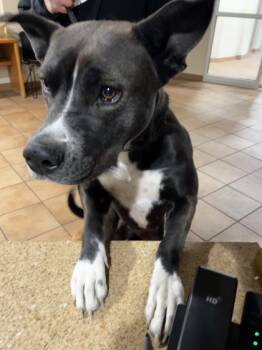 Rescue Mixed Breed Dogs for Adoption in Longmont, Colorado - Dobby | PetCurious
