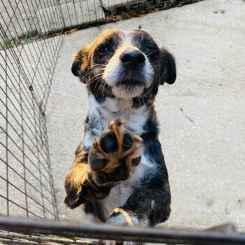 Terrier and Dachshund Dogs Available for Adoption - BEE | PetCurious
