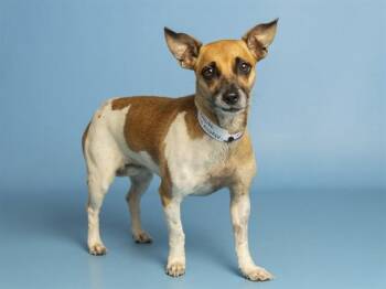 YGRITTE -  Chihuahua Dog for Adoption in Phoenix, Arizona - YGRITTE | PetCurious