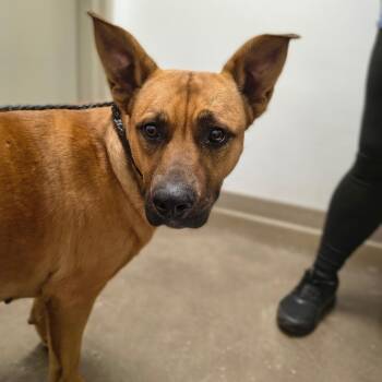 Mixed Breed Dogs Available for Adoption in Tulsa, Oklahoma - Cherry | PetCurious