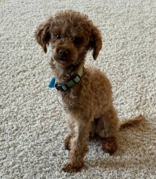 Poodle Dogs Available for Adoption in Mukwonago, Wisconsin - Simon | PetCurious