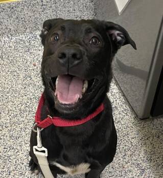 Labrador Retriever Dogs Available for Adoption in Golden, Colorado - Graham | PetCurious