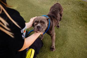MONA -  Pit Bull Terrier Dog for Adoption in Orlando, Florida - MONA | PetCurious
