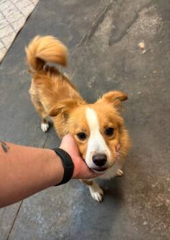 SPONSOR OR FOSTER ME - Ty -  Australian Shepherd Dog for Adoption in Grafton, Wisconsin - SPONSOR OR FOSTER ME - Ty | PetCurious