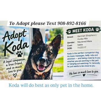 KODA -  German Shepherd Dog and Australian Cattle Dog Blue Heeler Dog for Adoption in Bridgewater, New Jersey - KODA | PetCurious