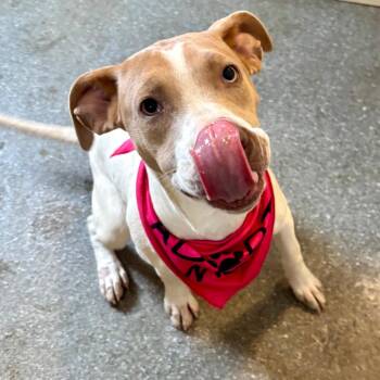 Terrier and Mixed Breed Dogs Available for Adoption in Metamora, Michigan - Fruti | PetCurious