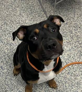 Neo -  Pit Bull Terrier Dog for Adoption in Golden, Colorado - Neo | PetCurious
