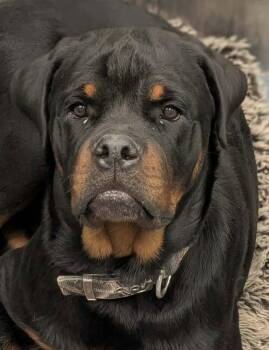 Zeus -  Rottweiler Dog for Adoption in Deering, New Hampshire - Zeus | PetCurious