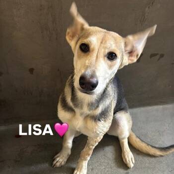 Labrador Retriever Dogs Available for Adoption in Los Angeles, California - Lisa A2268327 | PetCurious