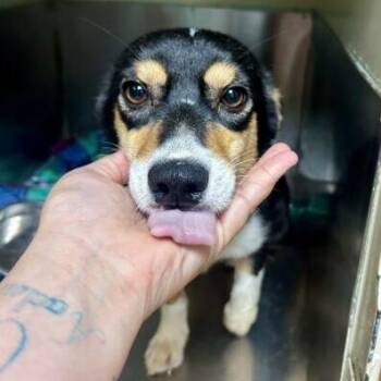 Corgi Dogs Available for Adoption in Broken Arrow, Oklahoma - Payton Sanford | PetCurious