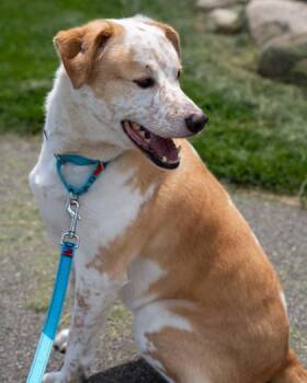Sunny -  Cattle Dog and Mixed Breed Dog for Adoption in Pequot Lakes, Minnesota - Sunny | PetCurious