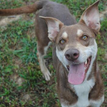 Carrie -  Doberman Pinscher Dog for Adoption in Manchester, Tennessee - Carrie | PetCurious