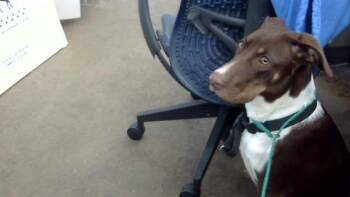 BULLSEYE -  Mixed Breed Dog for Adoption in Dallas, Texas - BULLSEYE | PetCurious