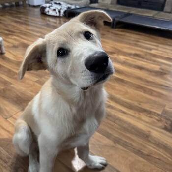 Denali (she knows her name as Zola) -  Labrador Retriever Dog for Adoption in Owensboro, Kentucky - Denali (she Knows Her Name As Zola) | PetCurious