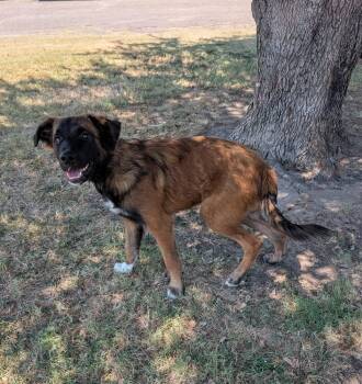 Diego -  Australian Shepherd Dog for Adoption in Cleburne, Texas - Diego | PetCurious