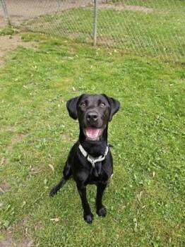 Labrador Retriever Dogs Available for Adoption in Reisterstown, Maryland - Shoyu | PetCurious
