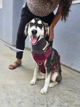 Twiggy -  Husky and Golden Retriever Dog for Adoption in San Rafael, California - Twiggy | PetCurious