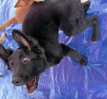 Alvin -  Shepherd Dog for Adoption in Cheektowaga, New York - Alvin | PetCurious