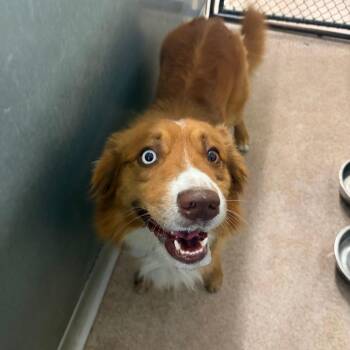 Mixed Breed Dogs Available for Adoption in Ardmore, Oklahoma - Ranger | PetCurious