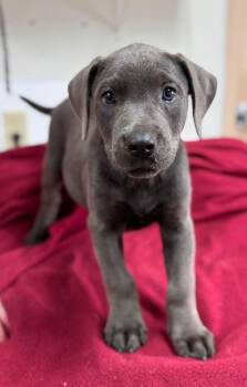 GINNY -  Mixed Breed Dog for Adoption in Holbrook, New York - GINNY | PetCurious