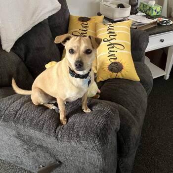 Chihuahua Dogs Available for Adoption - Jax | PetCurious