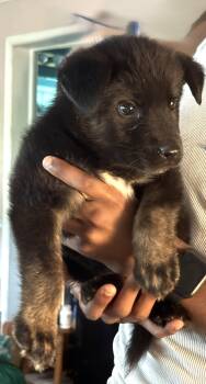 German Shepherd Dog and Black Labrador Retriever Dogs Available for Adoption in Holly Hill, South Carolina - Anthony- 12 Wks-Neuter Contract Required $250 | PetCurious