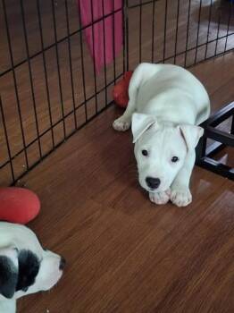 Hakuho -  Mixed Breed Dog for Adoption in Honolulu, Hawaii - Hakuho | PetCurious