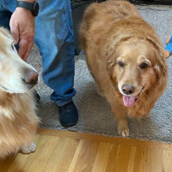 Dexter #6886 -  Golden Retriever Dog for Adoption in Louisville, Kentucky - Dexter #6886 | PetCurious