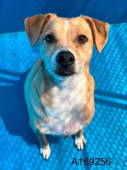 Chilito -  Carolina Dog and Mixed Breed Dog for Adoption in Calgary, Alberta - Chilito | PetCurious