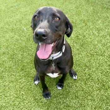 Daisy -  Black Labrador Retriever and Mixed Breed Dog for Adoption in Houston, Texas - Daisy | PetCurious